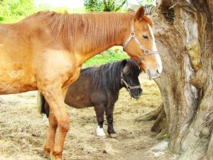 Activites-P7-La-Longere-du-Plessis-Maison-Hote-Gite-Nantes 